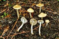 Inocybe picrosma image