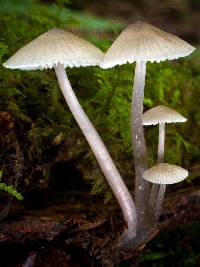 Mycena borealis image