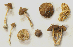 Inocybe alienospora image