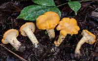 Cantharellus deceptivus image