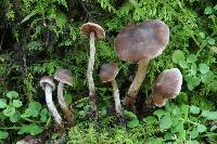 Cortinarius praestigiosus image