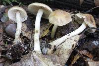 Hebeloma albidulum image