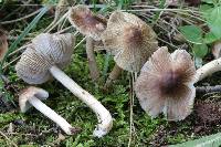Pseudosperma notodryinum image