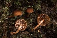Inocybe goniopusio image