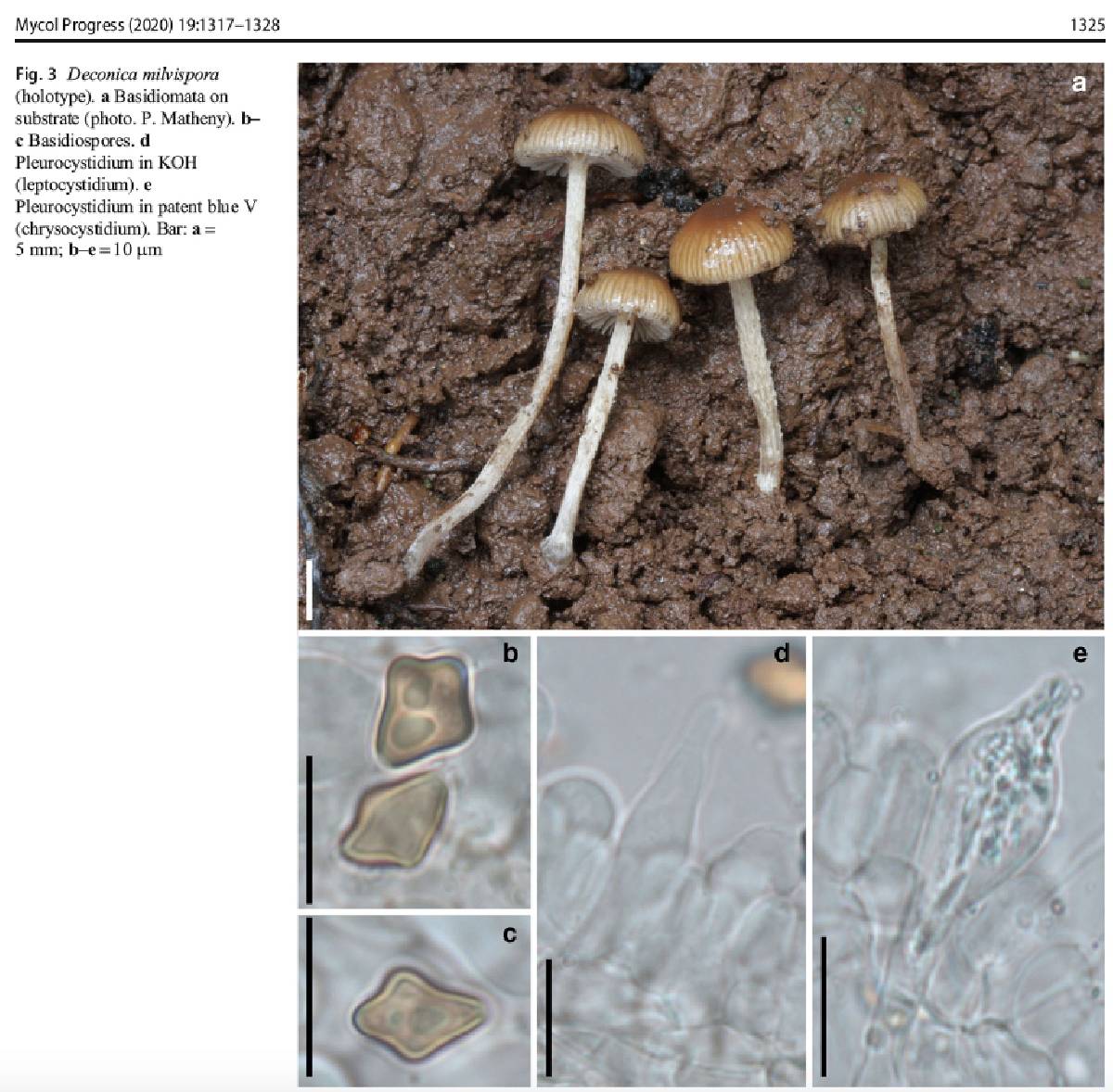 Deconica milvispora image