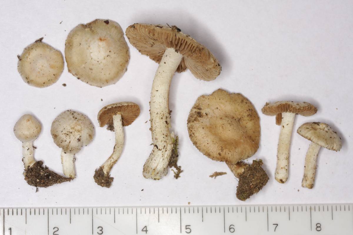 Inocybe sambucella image