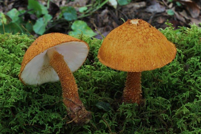 Leucopholiota lignicola image