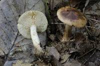 Tricholoma pudorinum image