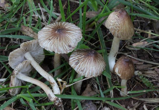 Pseudosperma notodryinum image