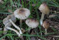 Pseudosperma notodryinum image