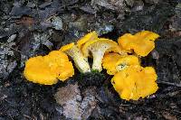 Cantharellus flavus image