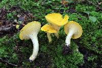 Cantharellus flavus image