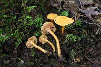 Cantharellus persicinus image