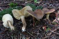 Lactarius lignyotellus image