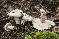 Lactarius glaucescens image