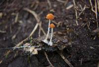 Marasmius sullivantii image