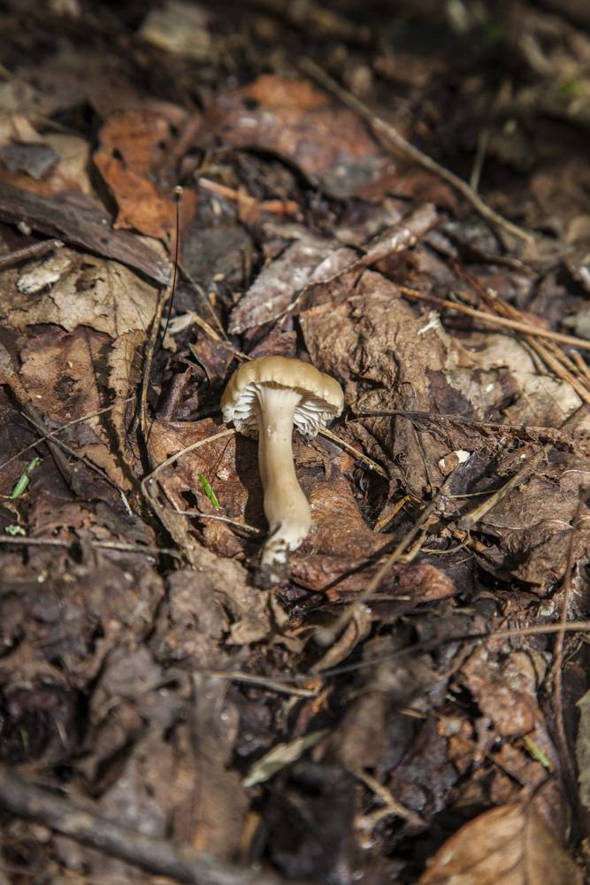 Hygrocybe deceptiva image