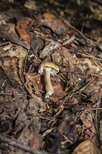 Hygrocybe deceptiva image