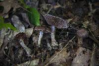 Cortinarius torvus image