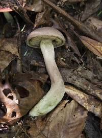 Tylopilus rubrobrunneus image