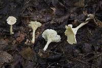 Clitocybe gibba image