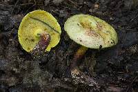 Boletus rufomaculatus image