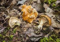 Hydnum mulsicolor image