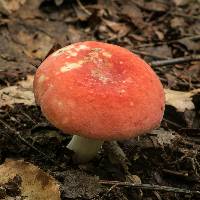 Russula persicina image