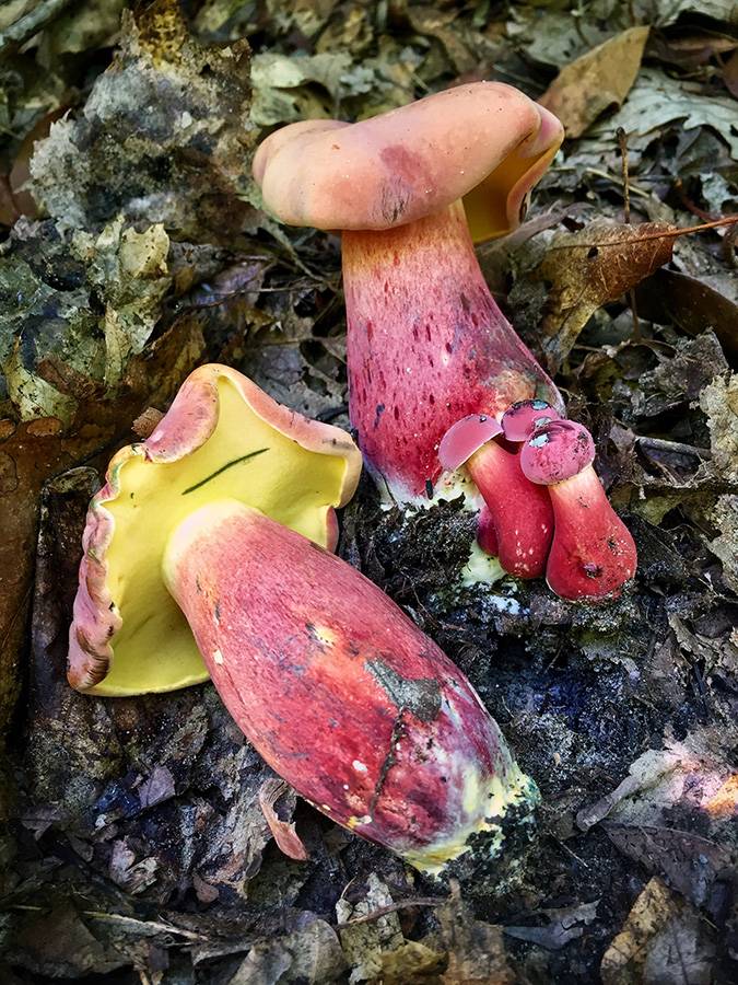 Boletus rubissimus image