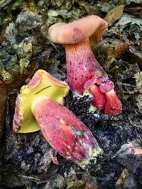 Boletus rubissimus image