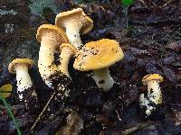 Cantharellus deceptivus image