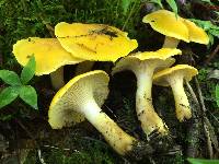 Cantharellus deceptivus image