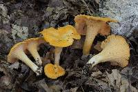 Cantharellus velutinus image