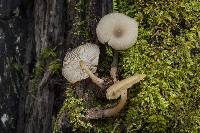 Clitocybe pallescens image