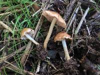 Inocybe earleana image