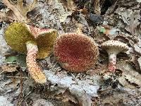 Suillus spraguei image