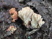 Ramaria botrytis image