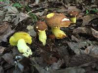 Boletus subglabripes image