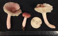 Russula subtilis image