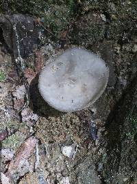 Helvella macropus image