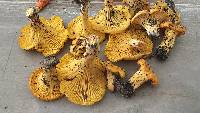 Cantharellus tenuithrix image