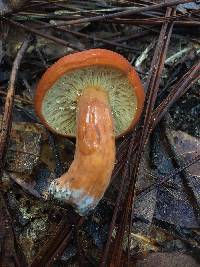 Lactarius volemus image