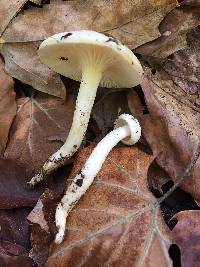 Hygrophorus discoxanthus image