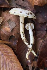 Hygrophorus discoxanthus image