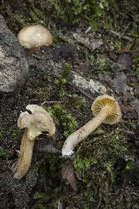 Cantharellus appalachiensis image