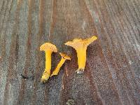 Cantharellus ignicolor image