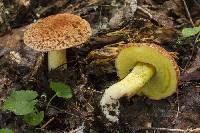 Xerocomus hortonii image