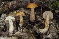 Boletus longicurvipes image