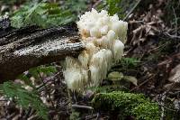 Hericium americanum image