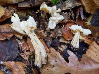 Helvella crispa image